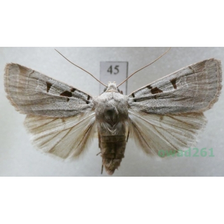 Eugnorisma glareosa (Esper, 1788) Czech45